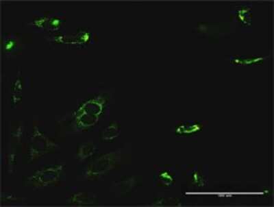 Immunocytochemistry/ Immunofluorescence: PYCR2 Antibody [H00029920-D01P]