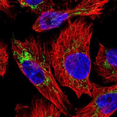 Immunocytochemistry/ Immunofluorescence: PYCR2 Antibody [NBP2-47318]