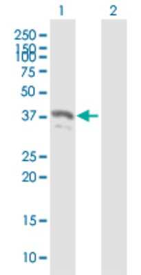 Western Blot: PYCR2 Antibody [H00029920-B02P]