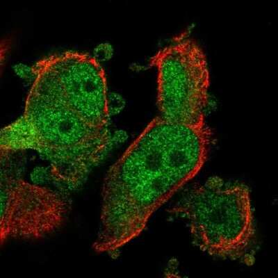 Immunocytochemistry/ Immunofluorescence: PYCRL Antibody [NBP2-49396]