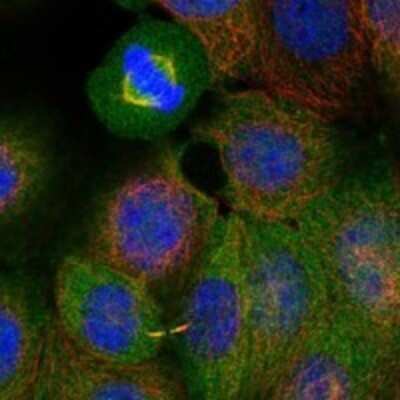 Immunocytochemistry/ Immunofluorescence: PYCRL Antibody [NBP3-17918]