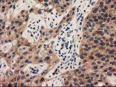 Immunohistochemistry: PYCRL Antibody (OTI1B12) - Azide and BSA Free [NBP2-73752]