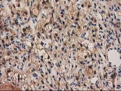 Immunohistochemistry: PYCRL Antibody (OTI1B12) - Azide and BSA Free [NBP2-73752]
