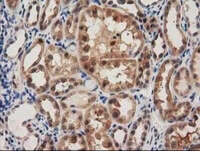Immunohistochemistry-Paraffin: PYCRL Antibody (OTI1B12) [NBP2-03337]