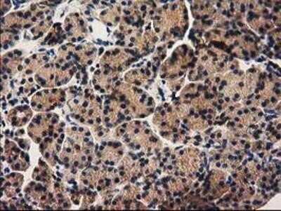 Immunohistochemistry-Paraffin: PYCRL Antibody (OTI1B12) [NBP2-03337]