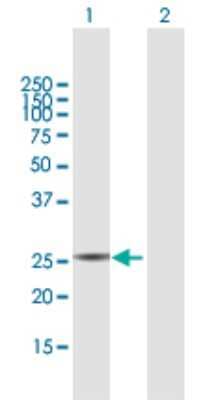 Western Blot: PYCRL Antibody [H00065263-B01P]