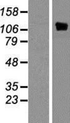 Western Blot: PYK2/FAK2 Overexpression Lysate [NBP2-04265]