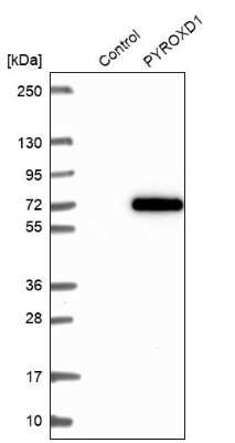 Western Blot: PYROXD1 Antibody [NBP2-38404]