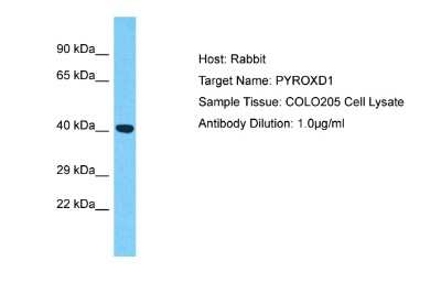 Western Blot: PYROXD1 Antibody [NBP2-83434]