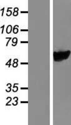 Western Blot: PYROXD1 Overexpression Lysate [NBL1-15024]