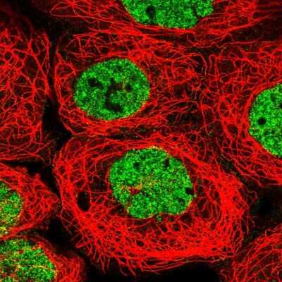 Immunocytochemistry/ Immunofluorescence: PYURF Antibody [NBP1-82751]