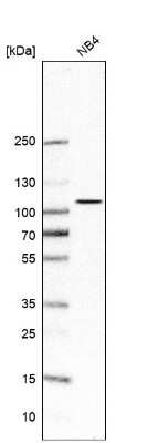 Western Blot: Paladin Antibody [NBP1-80952]