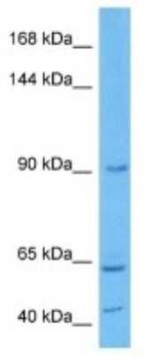 Western Blot: Paladin Antibody [NBP3-11001]