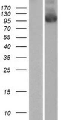 Western Blot: Paladin Overexpression Lysate [NBP2-07339]