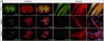 Knockdown Validated: Palladin Antibody (1E6) - Azide and BSA Free [NBP2-80902]
