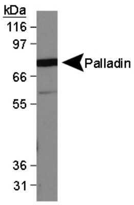 Western Blot: Palladin Antibody (1E6)Azide and BSA Free [NBP2-80902]