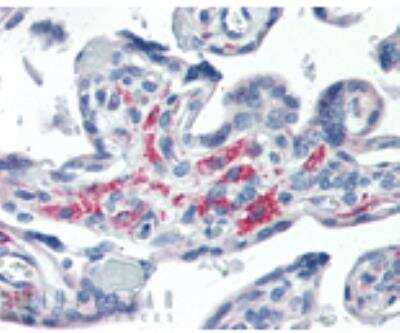 Immunohistochemistry-Paraffin: Pallidin Antibody (15G2) [NB120-13261]