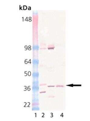 Western Blot: Pallidin Antibody (15G2) [NB120-13261]