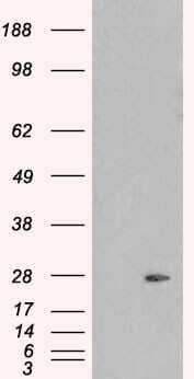 Western Blot: Pallidin Antibody [NB100-1234]