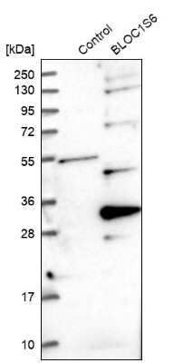 Western Blot: Pallidin Antibody [NBP1-87357]