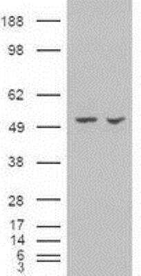 Western Blot: Pancreatic Amylase Alpha Antibody (OTI6D4) [NBP1-47659]