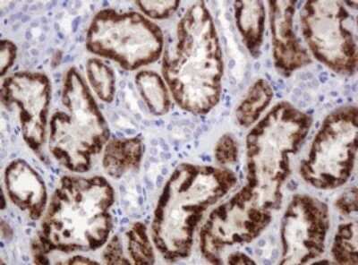 Immunohistochemistry: Pancreatic Amylase Beta Antibody (OTI4B5) [NBP2-45492]