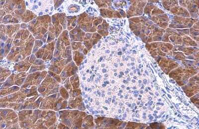 Immunohistochemistry-Paraffin: Pancreatic Lipase Antibody (GT1777) [NBP3-13513]