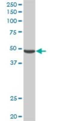 Western Blot: Pancreatic Lipase Related Protein 2 Antibody [H00005408-D01P]