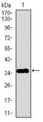 Western Blot: Pancreatic Polypeptide/PP Antibody (2G5D12)BSA Free [NBP2-37432]