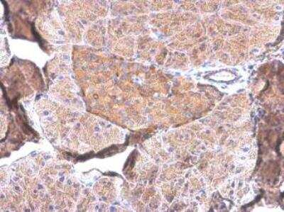 Immunohistochemistry-Paraffin: Pancreatic Polypeptide/PP Antibody (6512) [NBP2-43741]