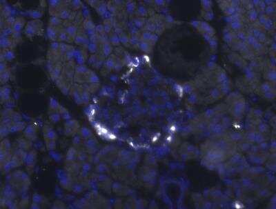 Immunohistochemistry-Frozen: Pancreatic Polypeptide/PP Antibody [NB100-1793]