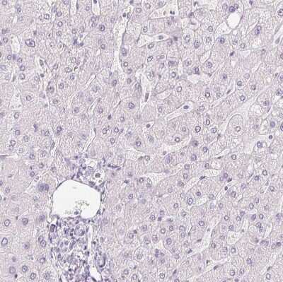 Immunohistochemistry-Paraffin: Pancreatic Polypeptide/PP Antibody [NBP2-38203]