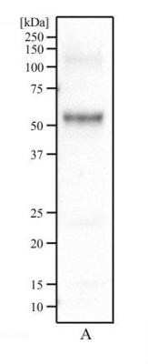 Western Blot: Panendothelial Cell Antigen Antibody (MECA-32)Azide and BSA Free [NBP2-80903]