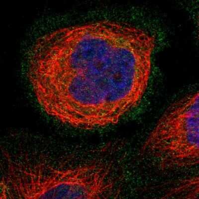 Immunocytochemistry/ Immunofluorescence: Pannexin-1 Antibody [NBP1-92241]