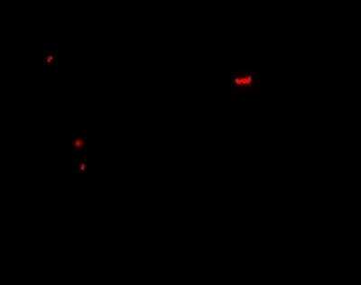 Immunocytochemistry/ Immunofluorescence: Pannexin-1 Antibody - BSA Free [NBP2-82019]