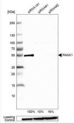 Western Blot: Pannexin-1 Antibody [NBP1-92241]