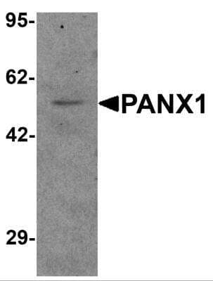 Western Blot: Pannexin-1 AntibodyBSA Free [NBP2-82019]