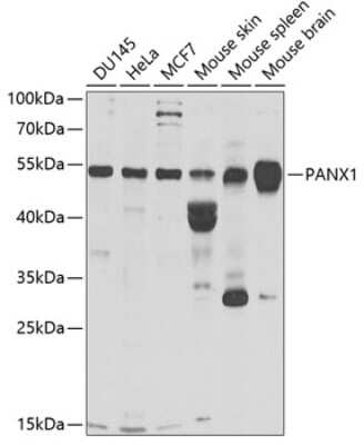 Western Blot: Pannexin-1 AntibodyBSA Free [NBP2-94060]