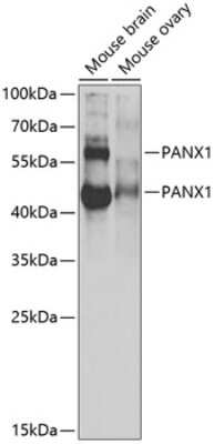 Western Blot: Pannexin-1 AntibodyBSA Free [NBP2-94536]