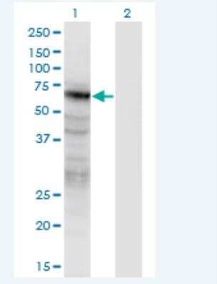 Western Blot: Pannexin-2 Antibody (2B11) [H00056666-M02-100ug]