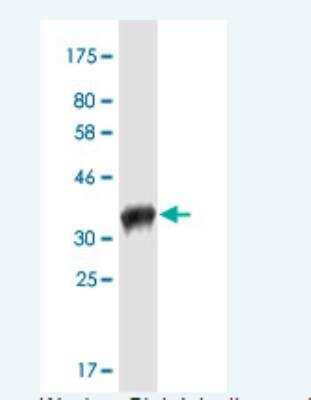 Western Blot: Pannexin-2 Antibody (2B11) [H00056666-M02-100ug]