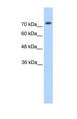 Western Blot: Pannexin-2 Antibody [NBP1-59671]