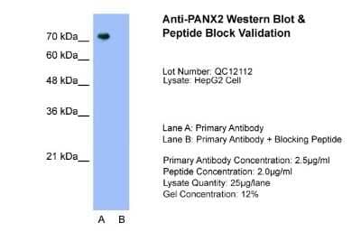 Western Blot: Pannexin-2 Antibody [NBP1-59671]