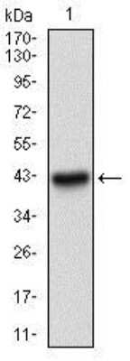 Western Blot: Papilin Antibody (5B2E5)BSA Free [NBP2-37320]