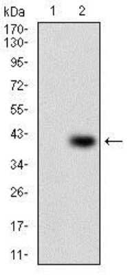 Western Blot: Papilin Antibody (5F2D10)BSA Free [NBP2-37321]