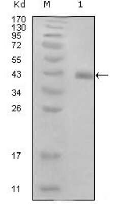 Western Blot: HPV16 E7 Antibody (3D6F1)BSA Free [NBP1-51548]