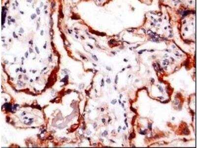 Immunohistochemistry-Frozen: Pappalysin-1/PAPP-A Antibody (9) - BSA Free [NBP1-05116]
