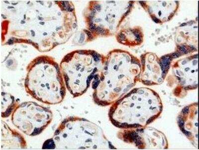 Immunohistochemistry-Paraffin: Pappalysin-1/PAPP-A Antibody (9) - BSA Free [NBP1-05116]