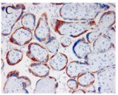 Immunohistochemistry-Paraffin: Pappalysin-1/PAPP-A Antibody (PAPP A1-24) - BSA Free [NBP1-05043]