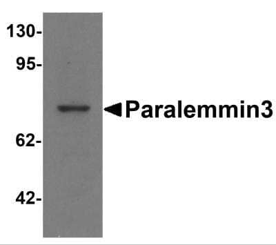 Western Blot: Paralemmin 3 AntibodyBSA Free [NBP2-81979]